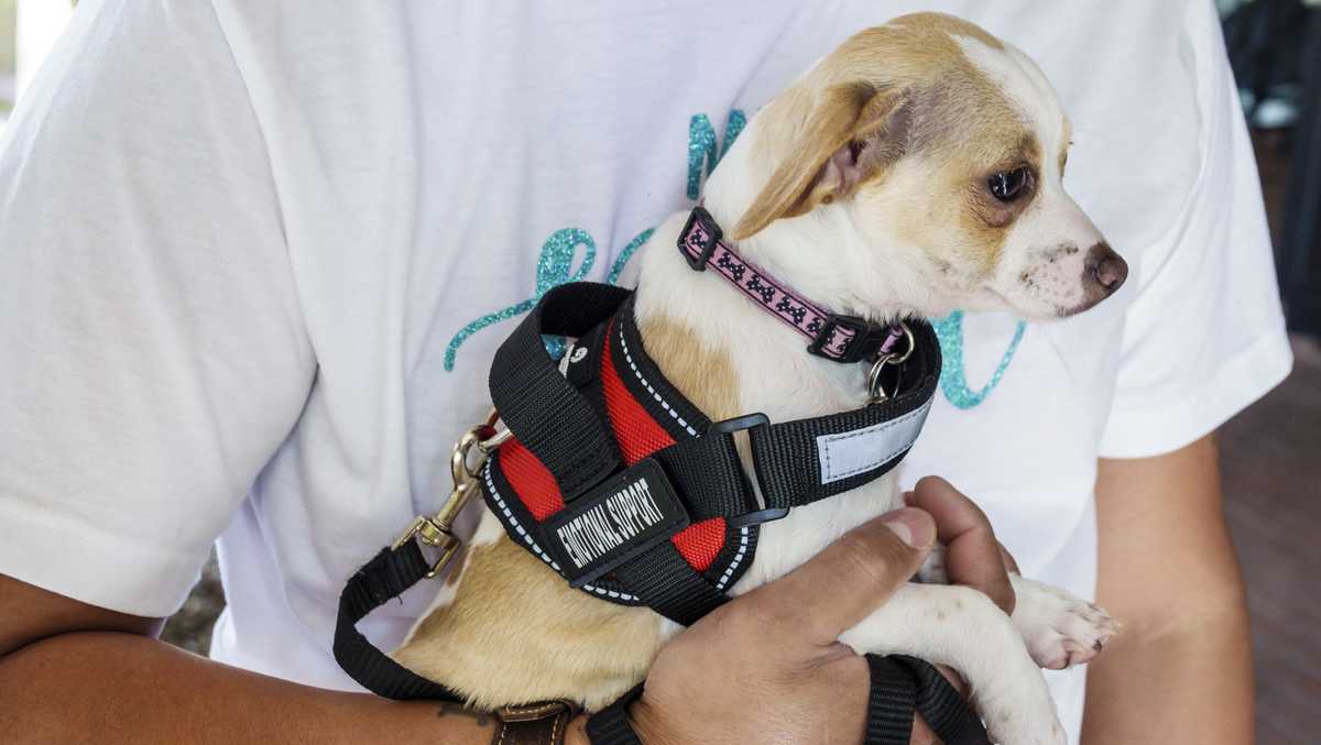 New rule cracks down on emotional support animals on planes