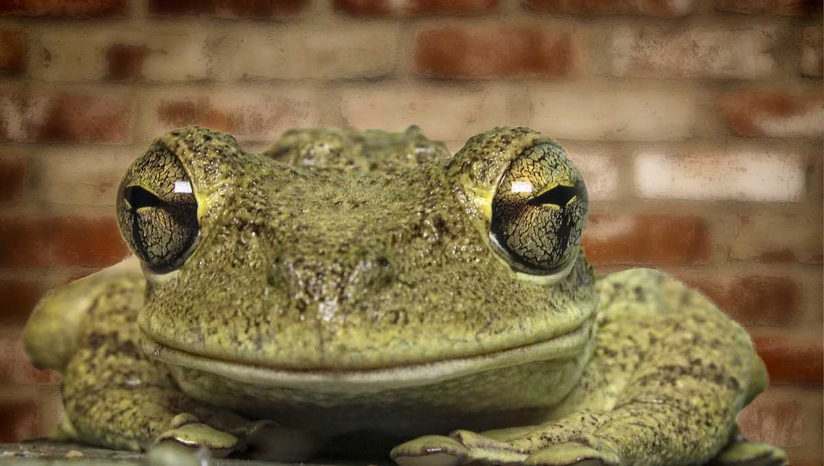 Florida rain expected to surge invasive Cuban tree frog breeding