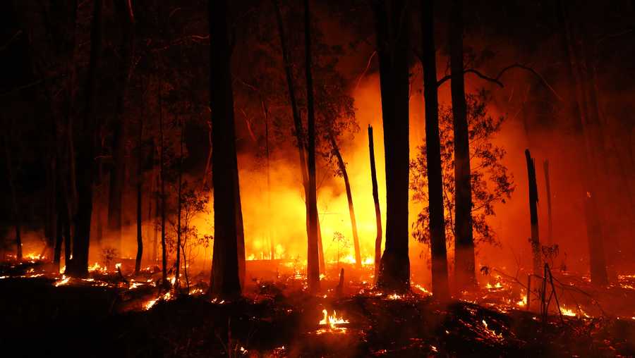 Almost half a billion animals have died in Australian wildfires
