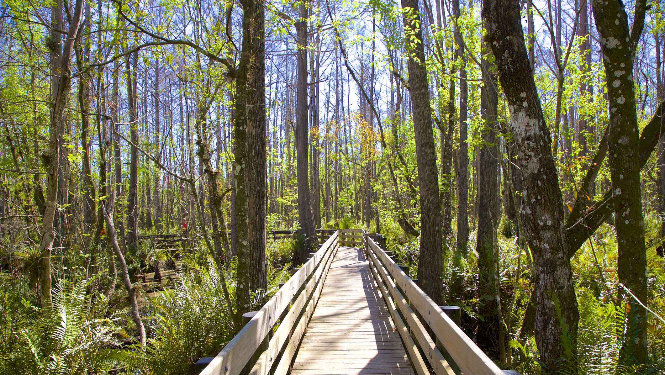 Temporary closure of Six Mile Cypress Slough Preserve boardwalk postponed - Vimarsana News