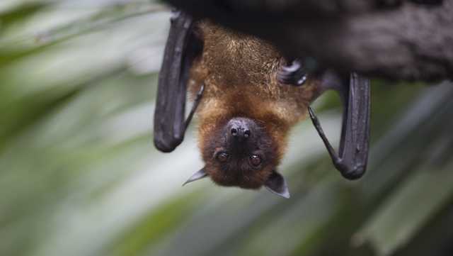 Rabid bat marks 9th animal to test positive for rabies in Essex County, NY - Vimarsana News