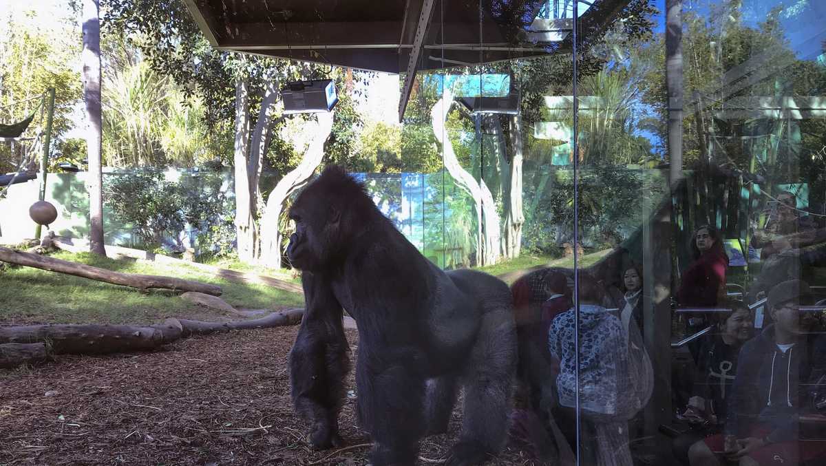 At least 2 gorillas at San Diego Zoo Safari Park test positive for COVID19