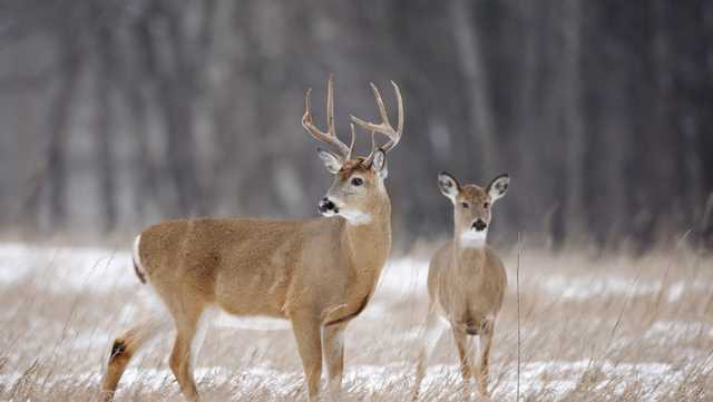 Sunday hunting could be coming to Pennsylvania - Vimarsana News