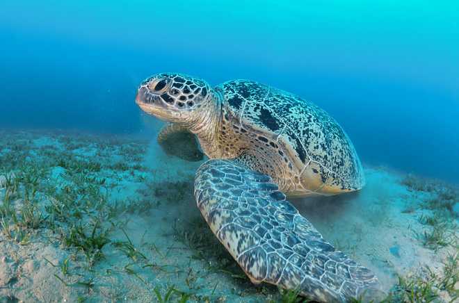 A huge green sea turtle (Chelonia mydas) feeds on sea grass in a shallow water on April 21, 2020, Marsa Alam, Egypt, Red Sea. Chelonia mydas is one of the largest of all sea turtles, it can reach up to 1.50 m.