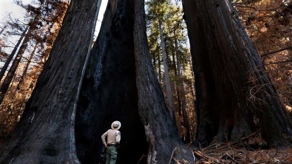 California defies Trump, makes admission free for over 200 parks on MLK Day
