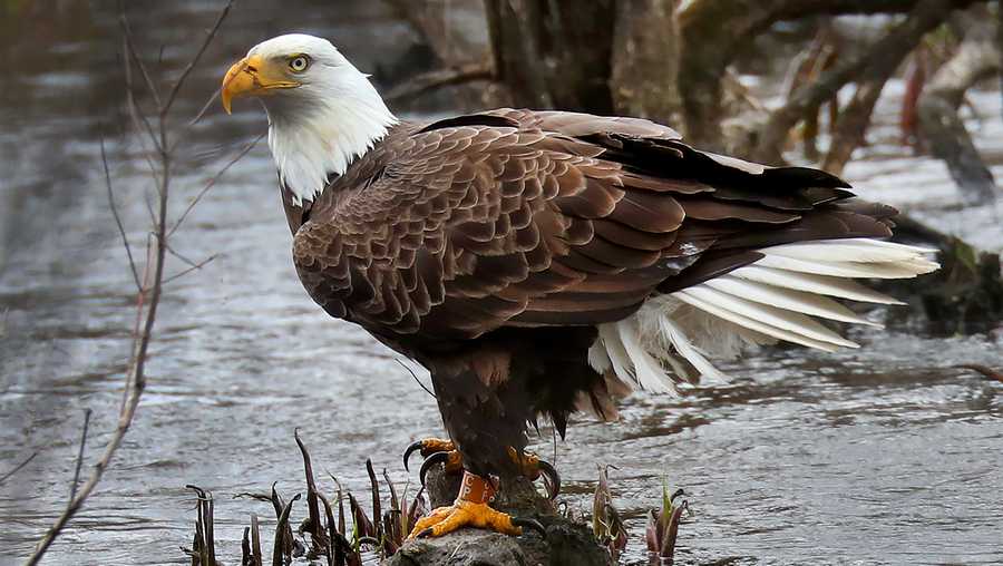 Bald eagle removed from Vermont's endangered species list, others added Bald eagle removed from Vermont's endangered species list, others added