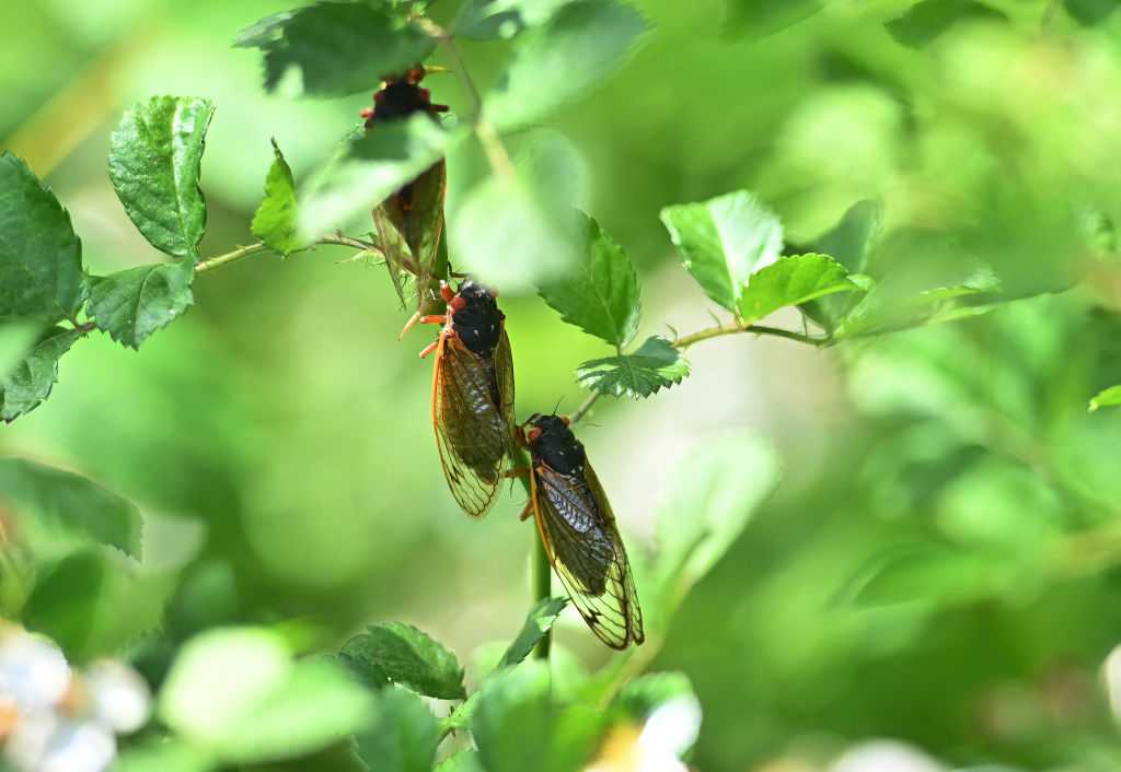 why are there so many cicadas        
        <figure class=