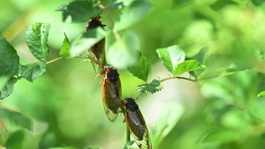 Mississippi bracing for a cicada infestation - Vimarsana News