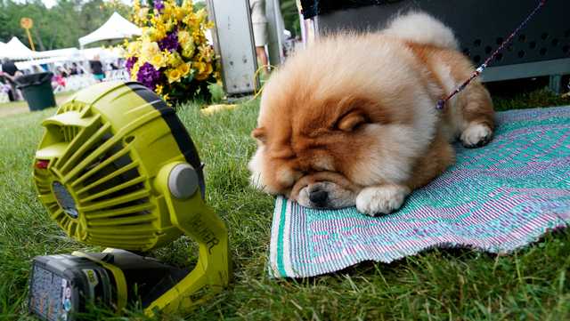 'Sweetest dog in the world': Top dogs compete for Westminster title - Vimarsana News