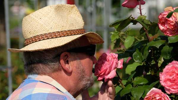 A visitor of the Europa-Rosarium smells a blossom. (Photo by Sebastian Willnow/picture alliance via Getty Images)