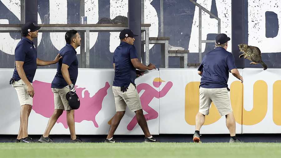 Members of the grounds crew try to catch a cat that got loose on the field during the eighth inning between the Baltimore Orioles and the New York Yankees at Yankee Stadium on Aug. 2, 2021 in New York City.