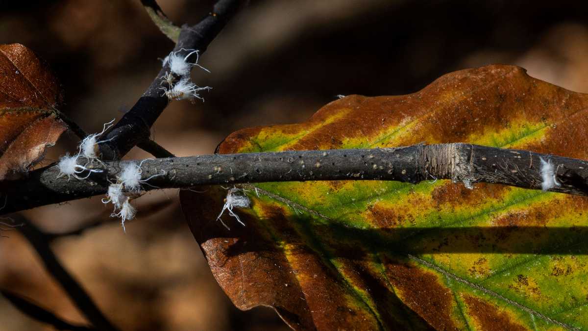 Magnifica Hackberry Fall Asian woolly hackberry aphid population can grow as fall approaches