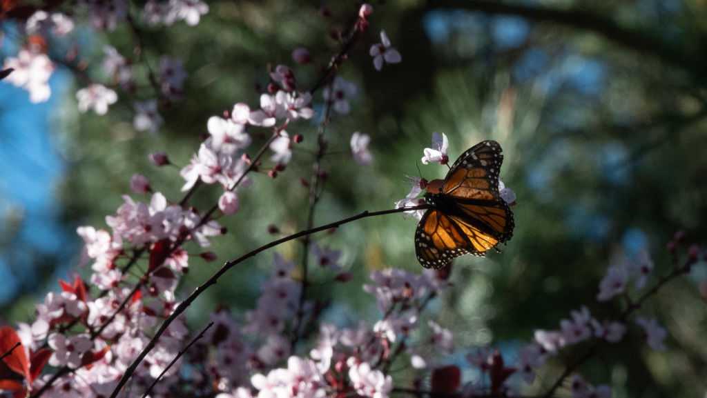 'It's really sad': Extinction risk is high for iconic California butterfly
