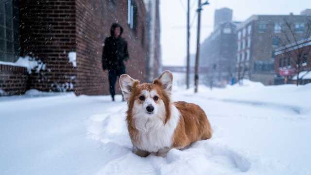Dog owners: Here's how to keep your pet safe in frigid weather - Vimarsana News
