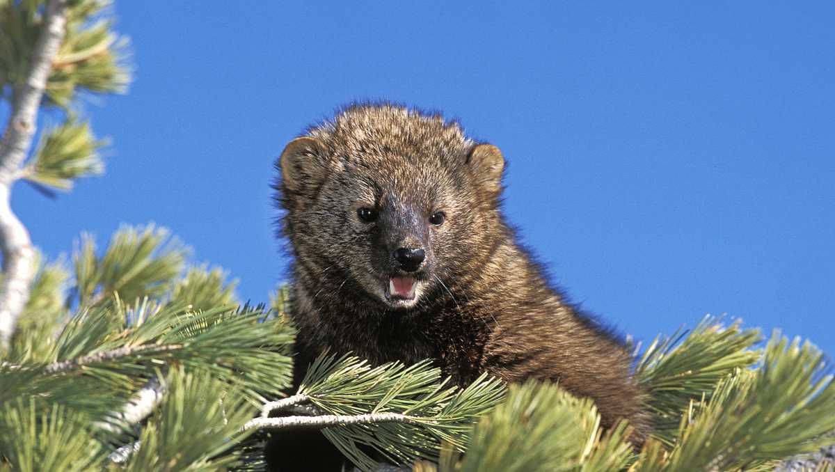 Mammal once considered extirpated from Ohio spotted in rare sighting