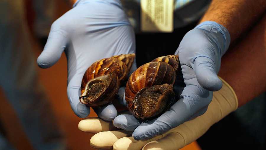 MIAMI, FL - SEPTEMBER 15:  Giant African  land snails are shown to the media as the Florida Department of Agriculture and Consumer Services announces it has positively identified a population of the invasive species in Miami-Dade county on September 15, 2011 in Miami, Florida. The Giant African land snail is one of the most damaging snails in the world because they consume at least 500 different types of plants, can cause structural damage to plaster and stucco, and can carry a parasitic nematode that can lead to meningitis in humans. An effort to eradicate the snails is being launched. The snail is one of the largest land snails in the world, growing up to eight inches in length and more than four inches in diameter.  (Photo by Joe Raedle/Getty Images)