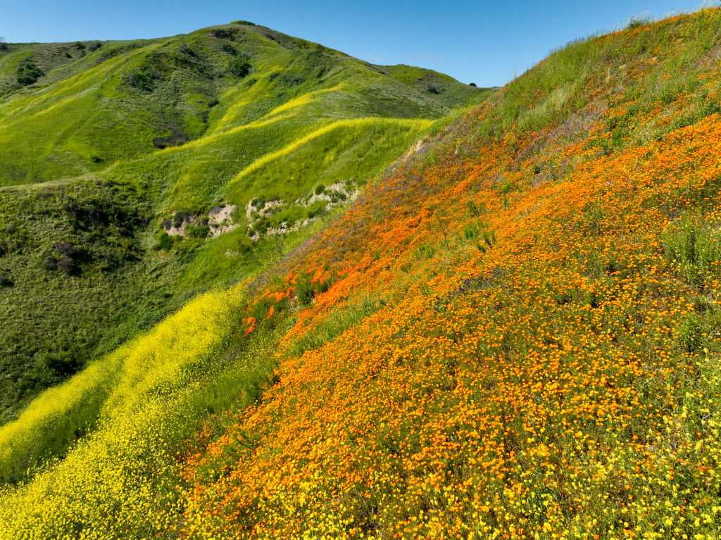 California Golden Poppy Digital Patch