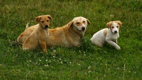 According to website Wag!, Bella tops the list of most popular dog names in Iowa.