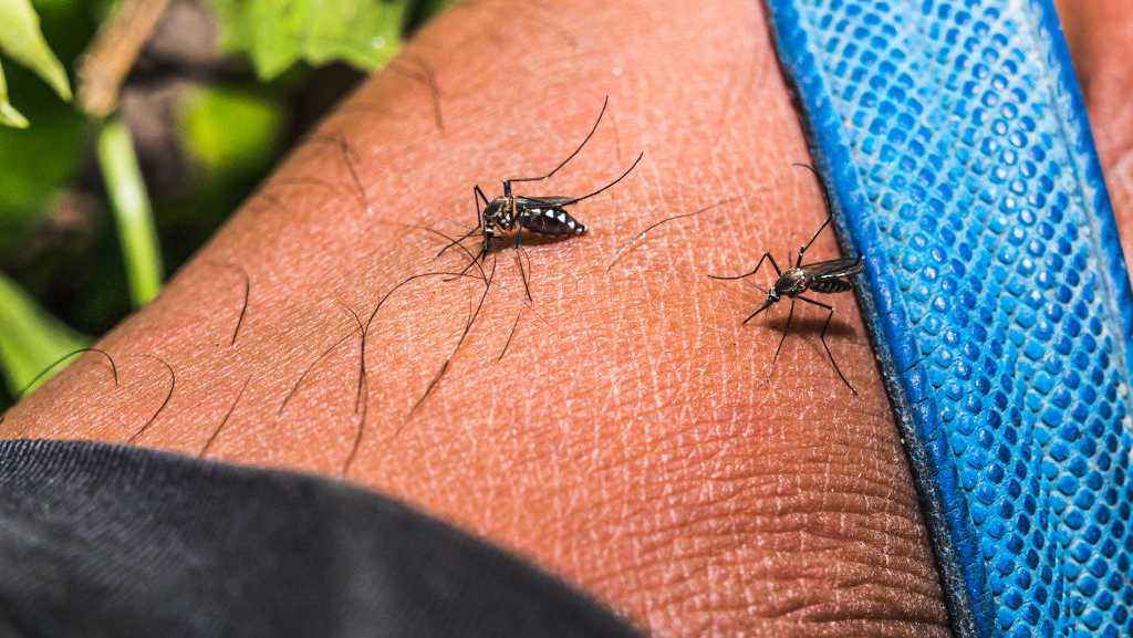 The smell that attracts mosquitoes the most among human body odors turned out