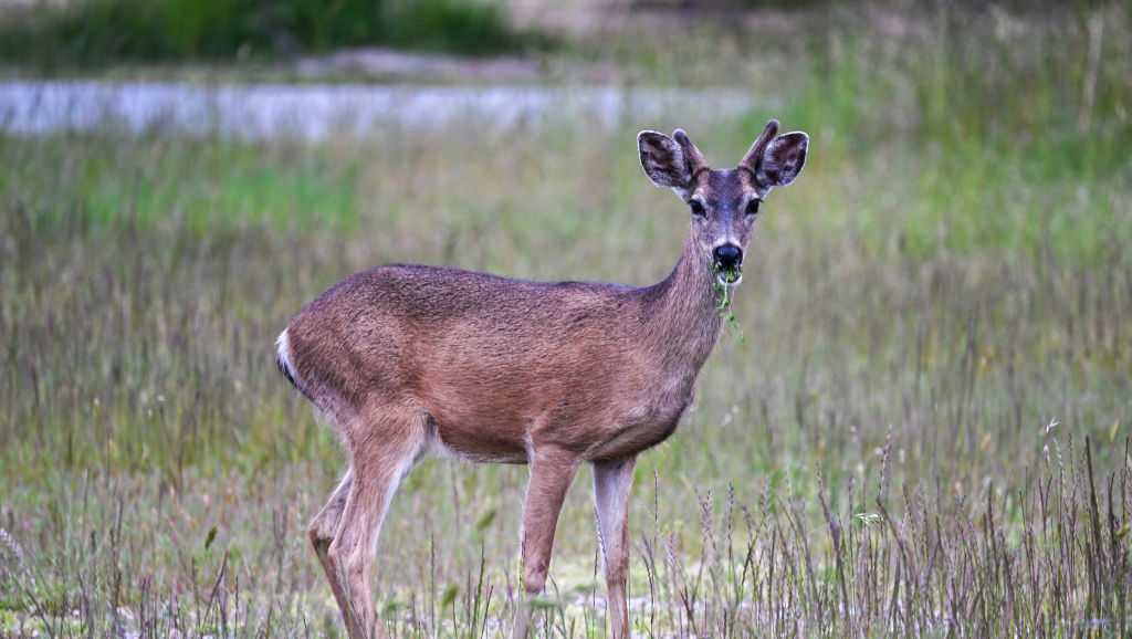 'Zombie deer' disease first discovered in California
