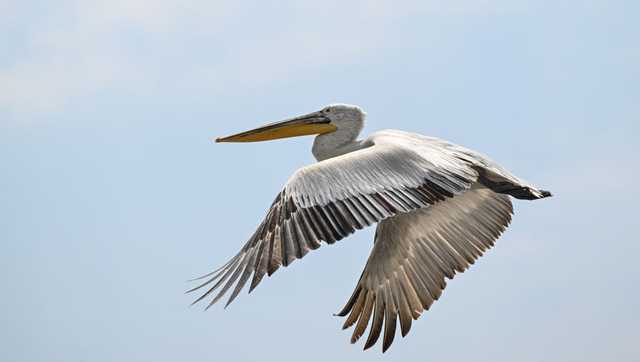 Bird rarely seen in Pa. takes up residence in Susquehanna Valley - Vimarsana News