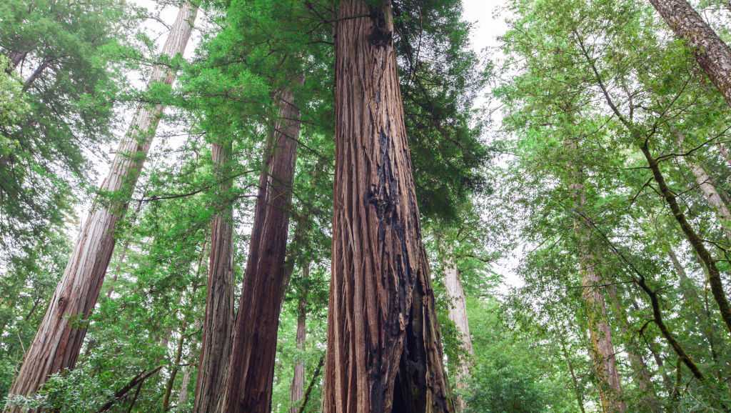 California's Big Basin Redwoods State Park to add hundreds of acres - Vimarsana News