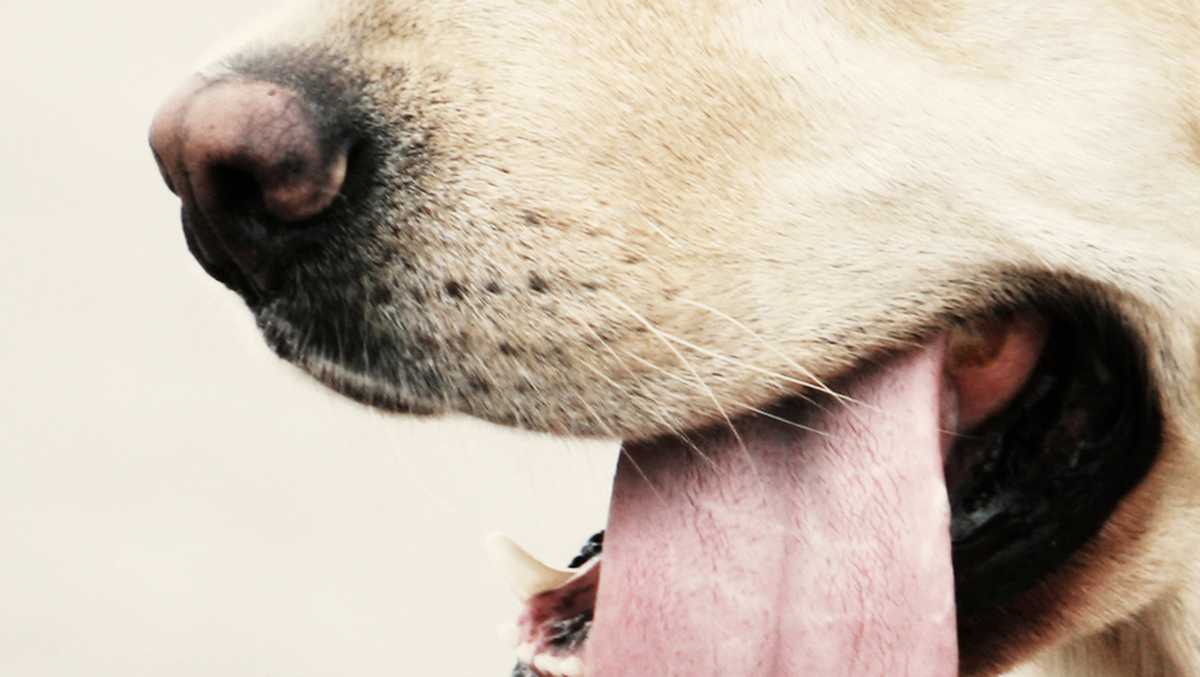 Man dies after being licked by his dog, contracting rare infection