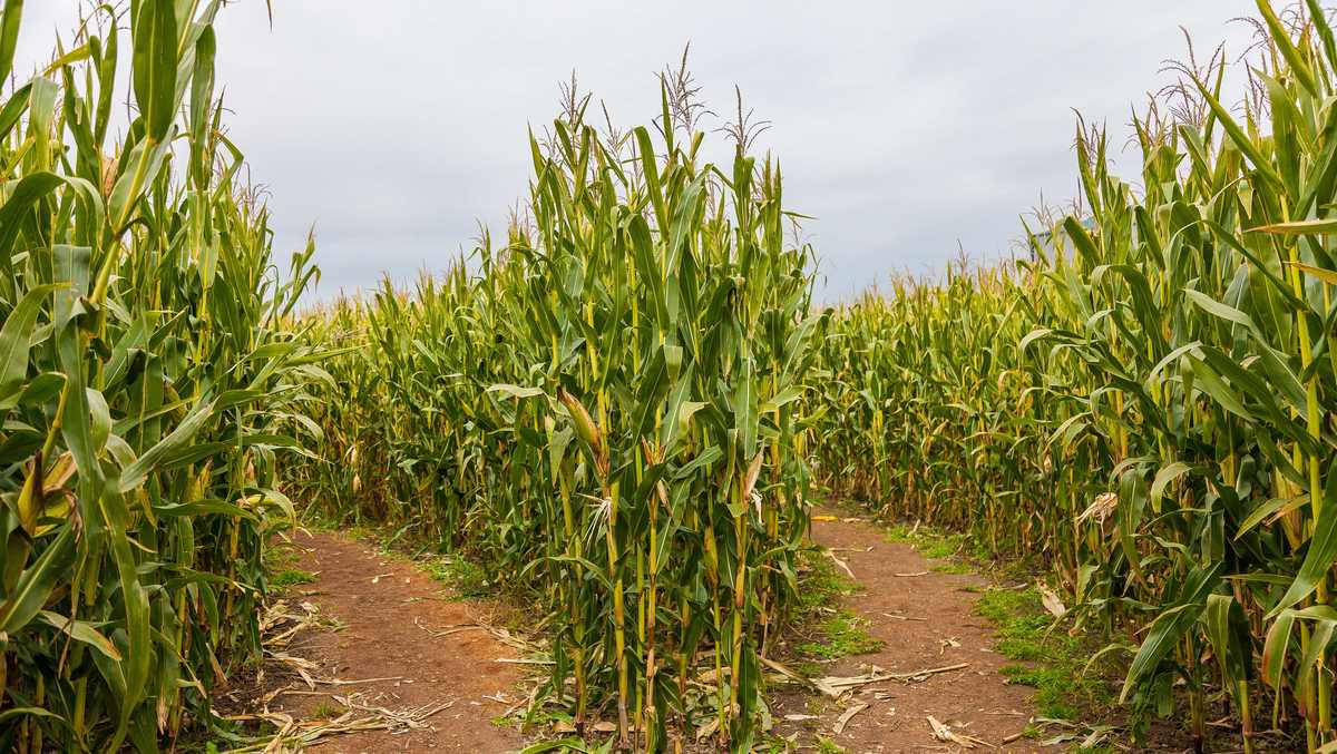 Maine corn maze tops list of best in the US to visit this fall