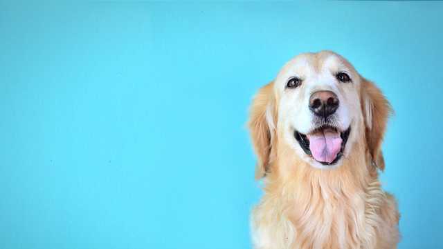 Most popular dog breeds of 2021 - Vimarsana News