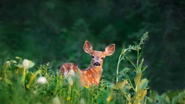 Archery hunting plan to control deer in Pittsburgh parks begins - Vimarsana News