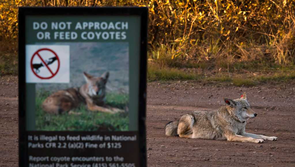 San Francisco coyote swims to Alcatraz for first time ever