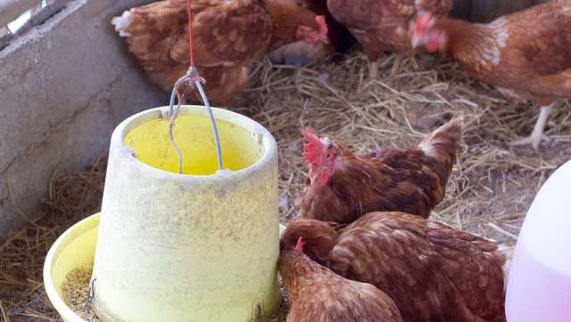Case of bird flu confirmed at farm in Kossuth County - Vimarsana News