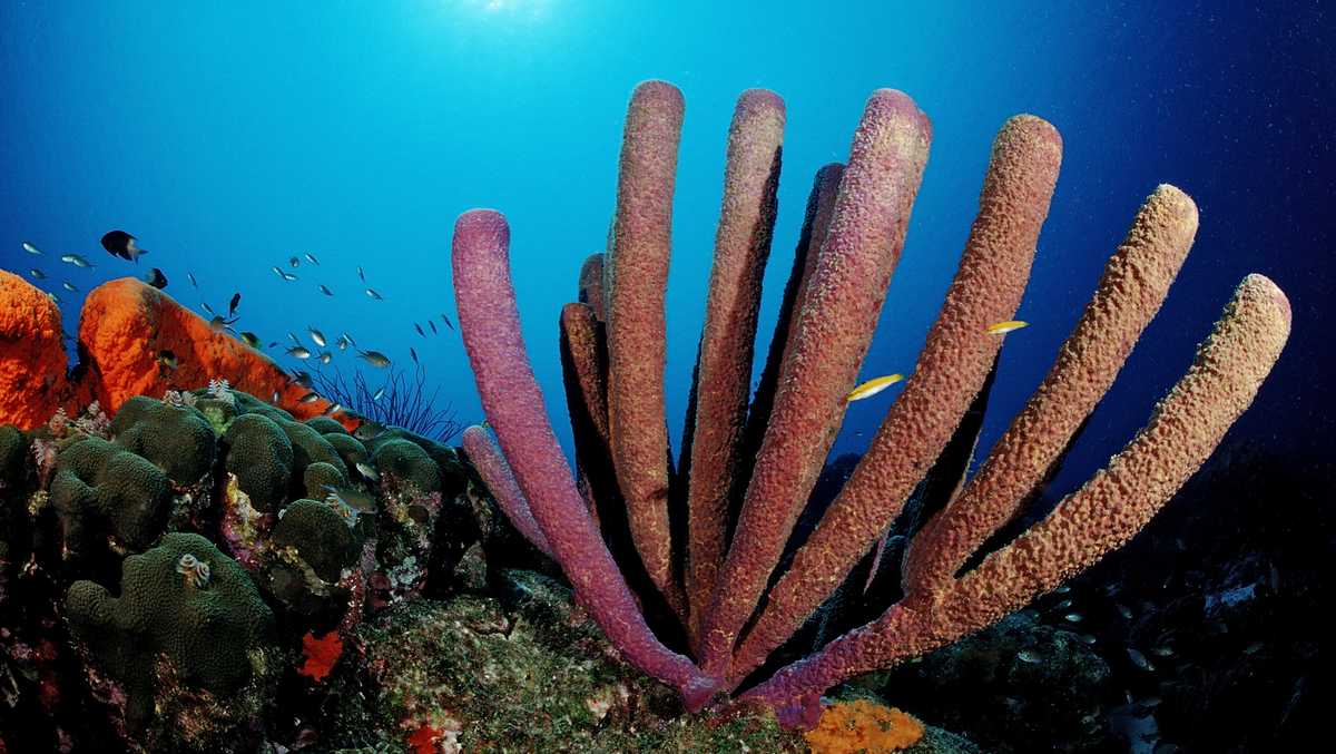 Mass. researchers look to save degrading coral reefs with sound