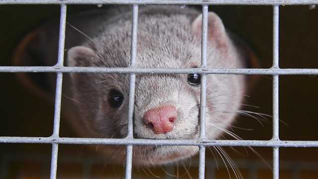 Minks released after holes cut in Pennsylvania fur farm fence - Vimarsana News