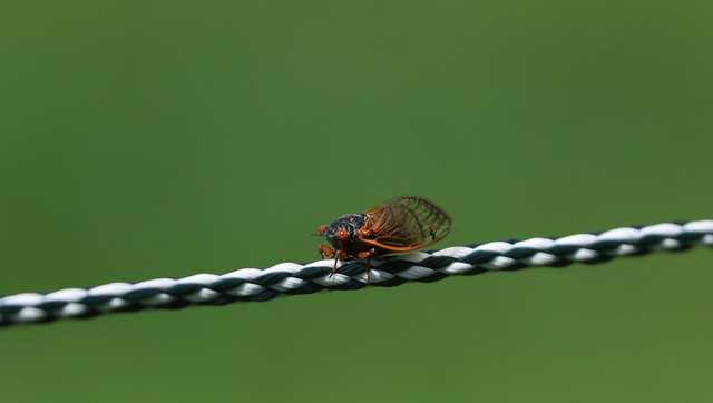 Cicadas set to appear in rare 'double brood emergence' - Vimarsana News