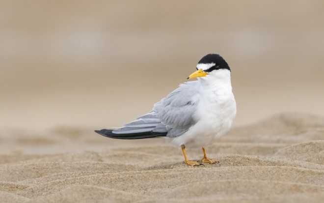 Least Tern (Sternula antillarum). Parker River National Wildlife Refuge, Massachusetts