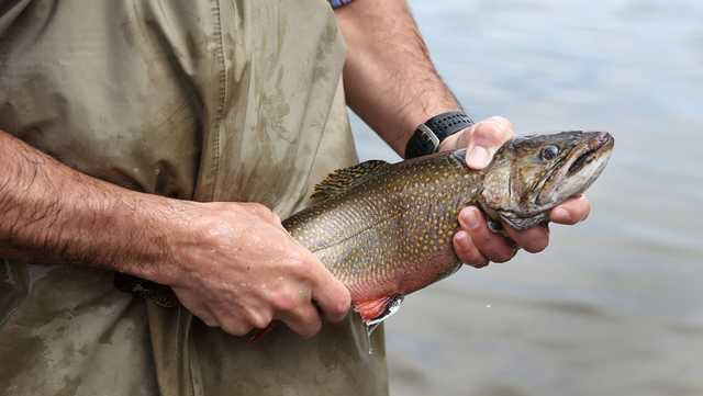 Iowa DNR stocking trout at Bondurant lake Thursday - Vimarsana News