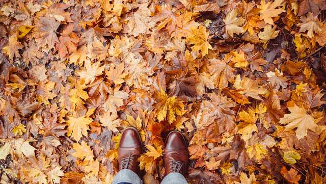 Pennsylvania fall foliage report: Leaves are changing colors now - Vimarsana News