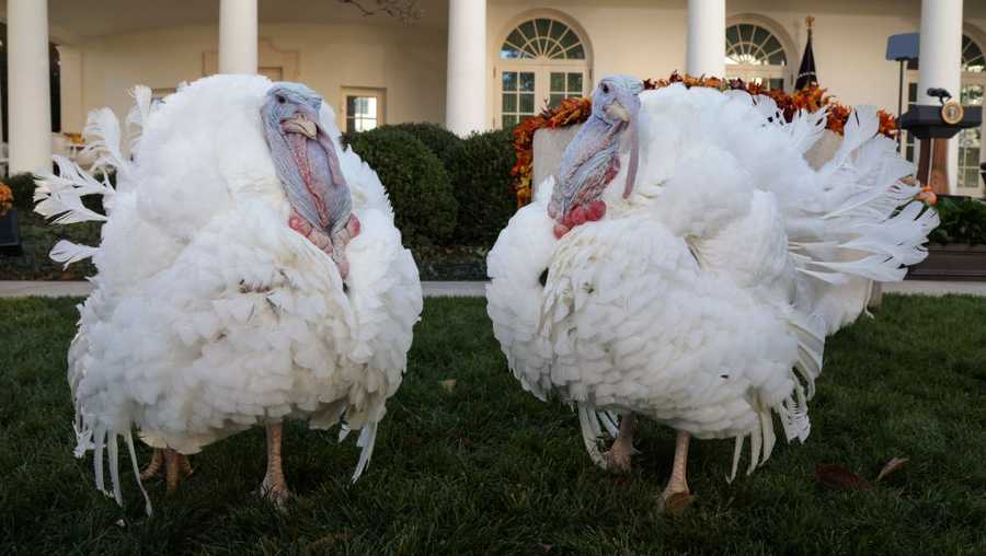 WASHINGTON, DC - NOVEMBER 19: Turkeys, Peanut Butter and Jelly, wait for U.S. President Joe Biden during the 74th annual Thanksgiving turkey pardoning in the Rose Garden of the White House on November 19, 2021 in Washington, DC. Peanut Butter and Jelly were raised in Jasper, Indiana, and will reside on the campus of Purdue University in West Lafayette, Indiana, after today’s ceremony.