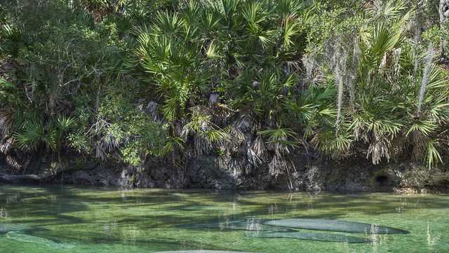 Manatees migrate to Lee County's Manatee Park - Vimarsana News