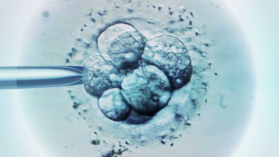 Embryo selection for IVF light micrograph - stock photo