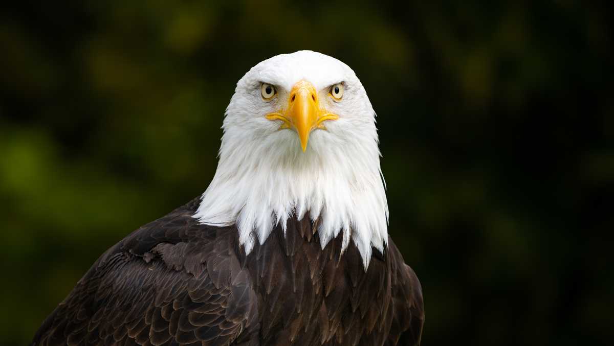 Bald eagle shot in North Carolina, officials say