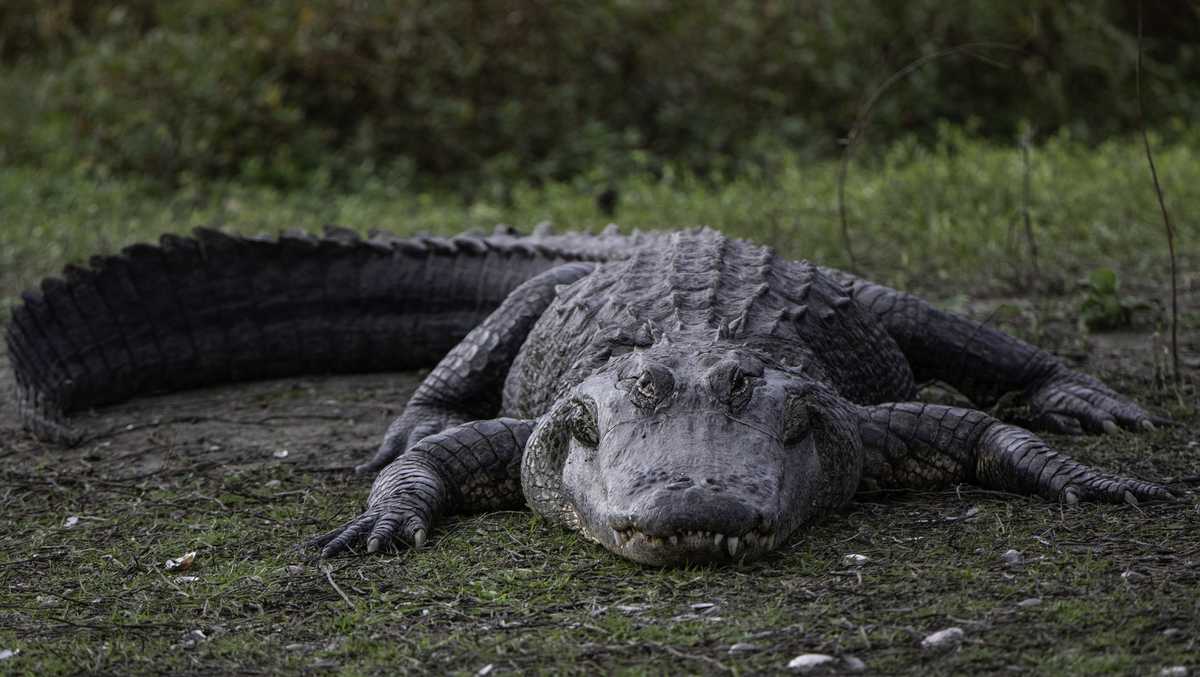 FWC accepting applications for new Alligator Super Hunt