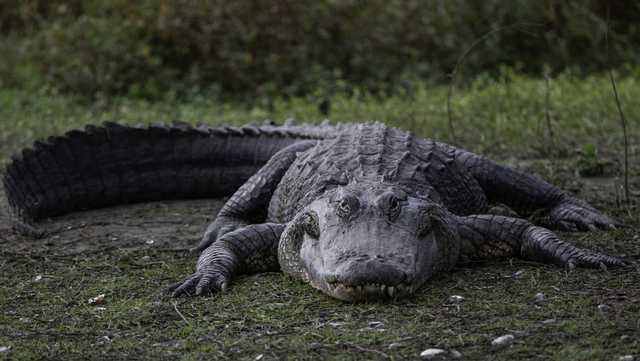 FWC accepting applications for new Alligator Super Hunt - Vimarsana News