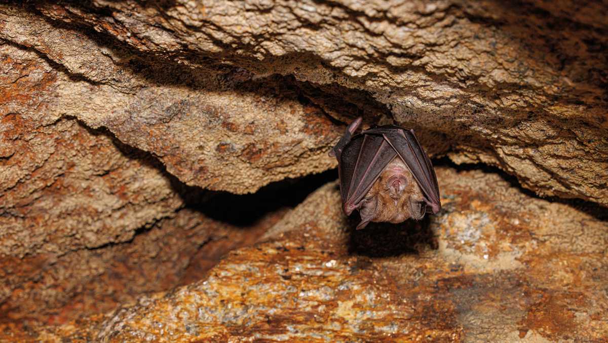 Health officials: Bat tests positive for rabies at Indiana park
