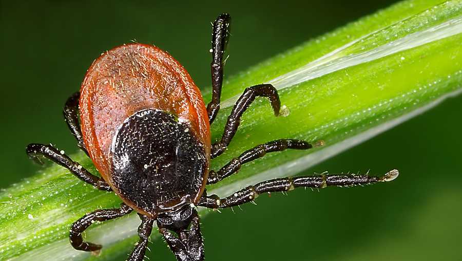Christ Hospital seeing increase in Lyme disease cases What to know