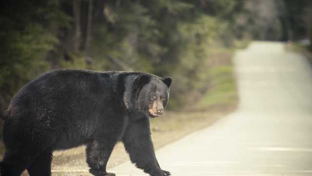 Pa. man bitten on the head by bear during attack in his garage - Vimarsana News
