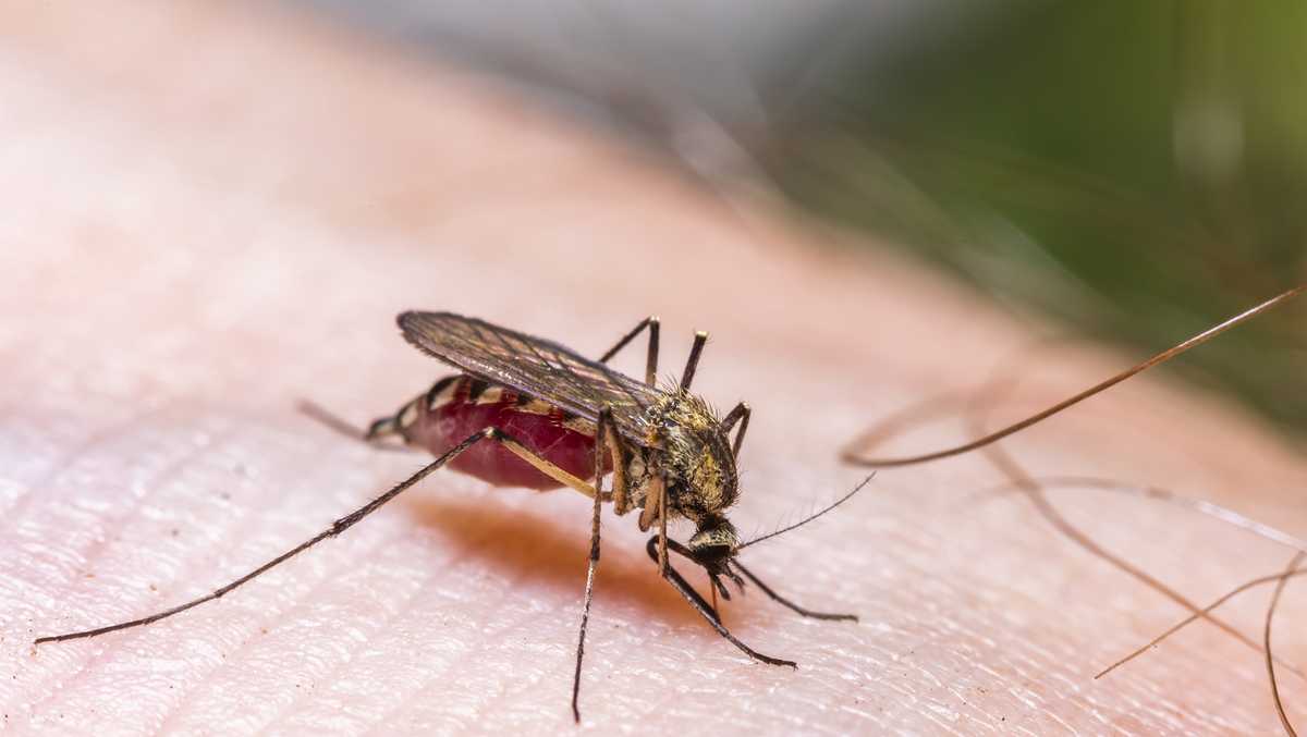 Les responsables de la Floride émettent des avertissements sur les maladies transmises par les moustiques