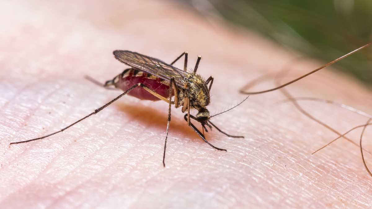 Autoridades da Flórida estão emitindo alertas de doenças transmitidas por mosquitos