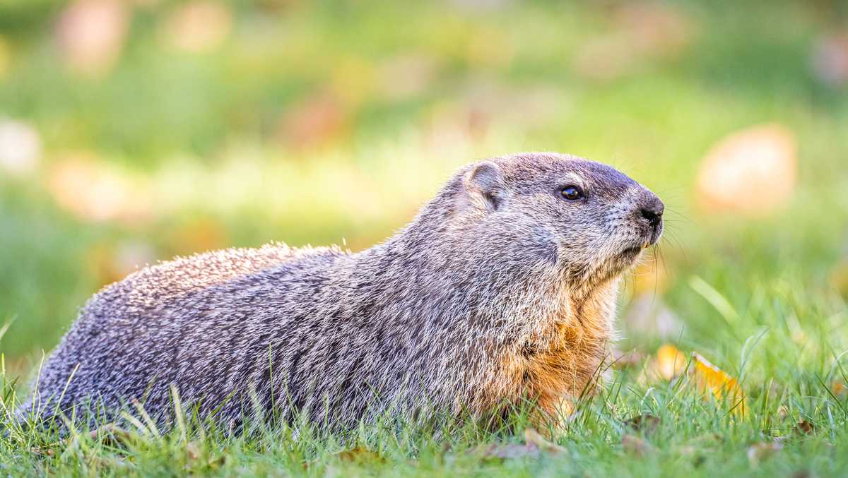 Rabid woodchuck in Moriah marks 11th case of rabies in Essex County, NY